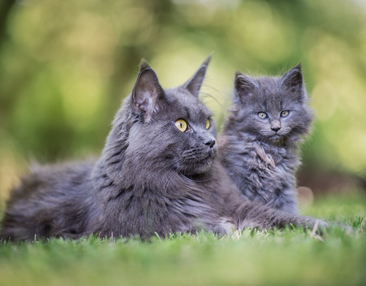 Deux chats gris complices dans l'herbe