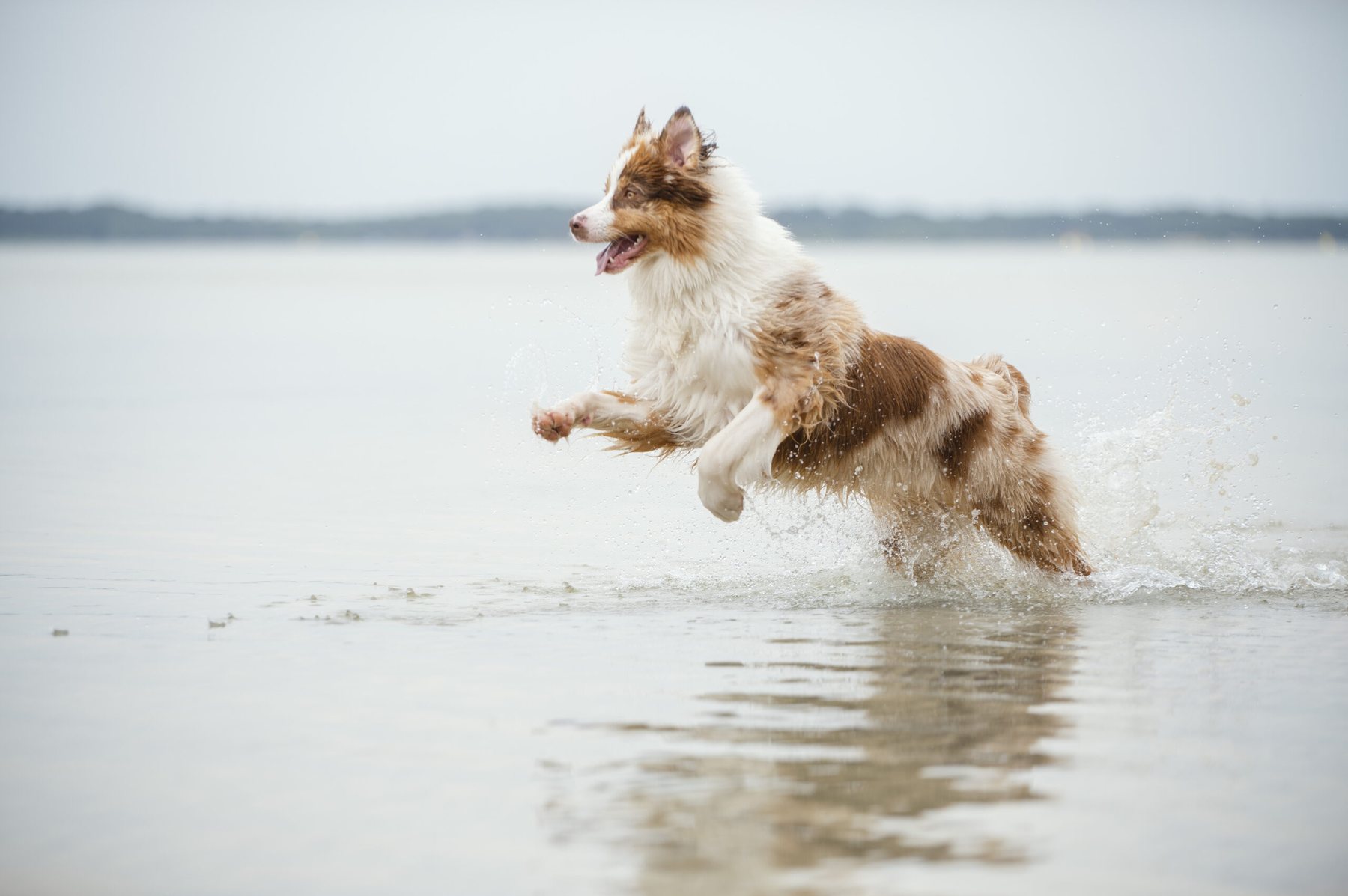 Berger australien bondissant dans l'eau