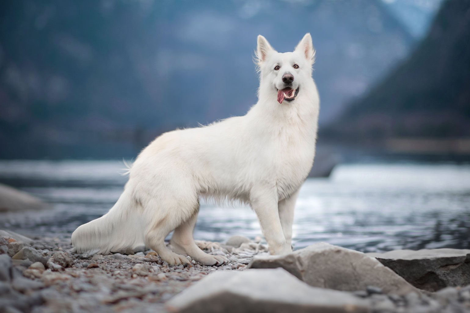 Berger blanc suisse au bord d'un lac de montagne, séance photo animalière
