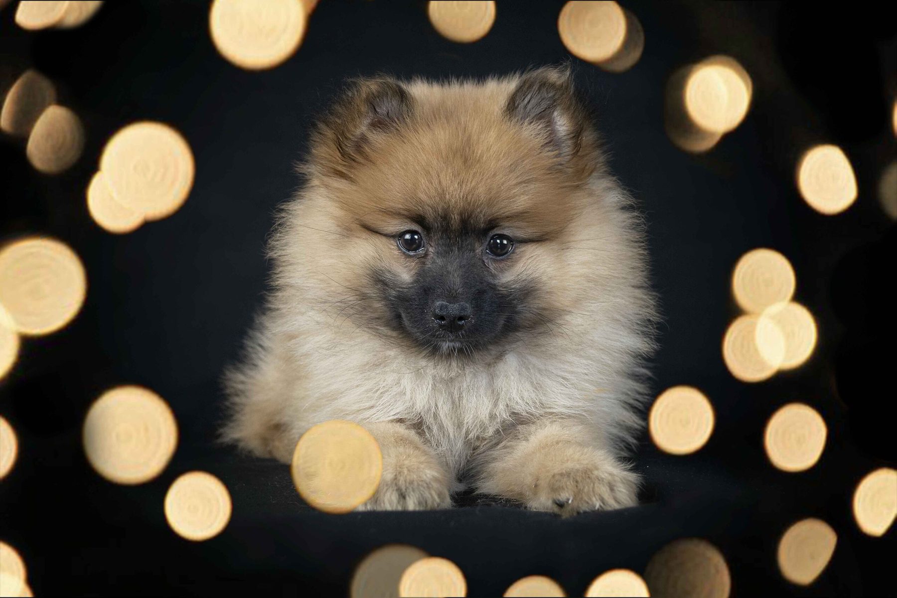 Portrait studio fond noir d'un chien, Tarn