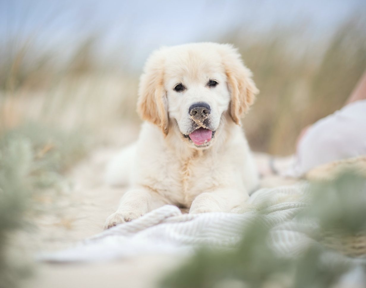 Golden retriever allongé dans les dunes