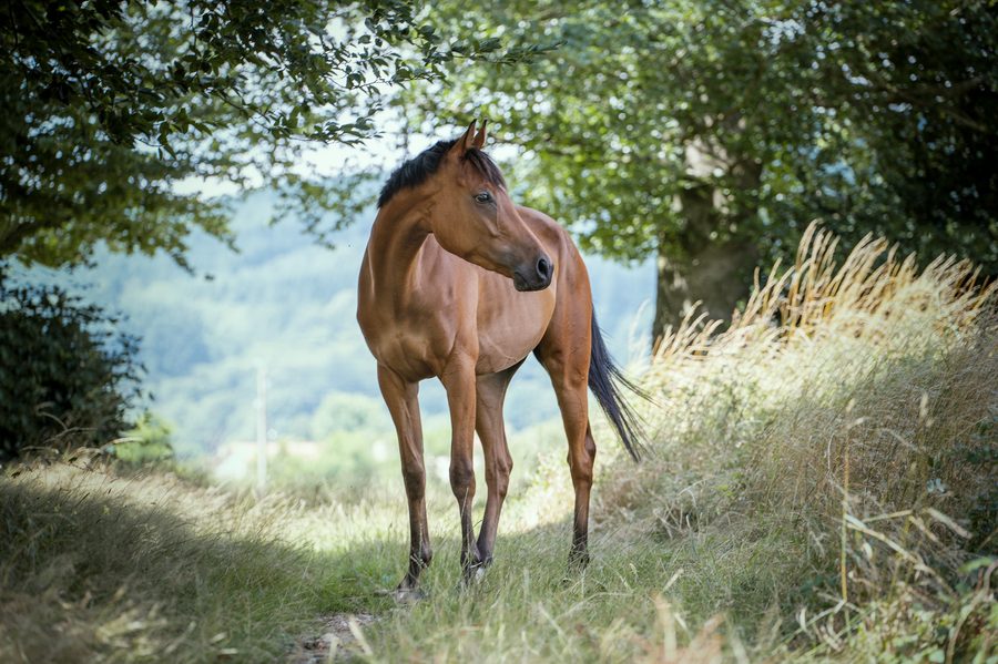 Cheval en liberté dans un pré du Tarn