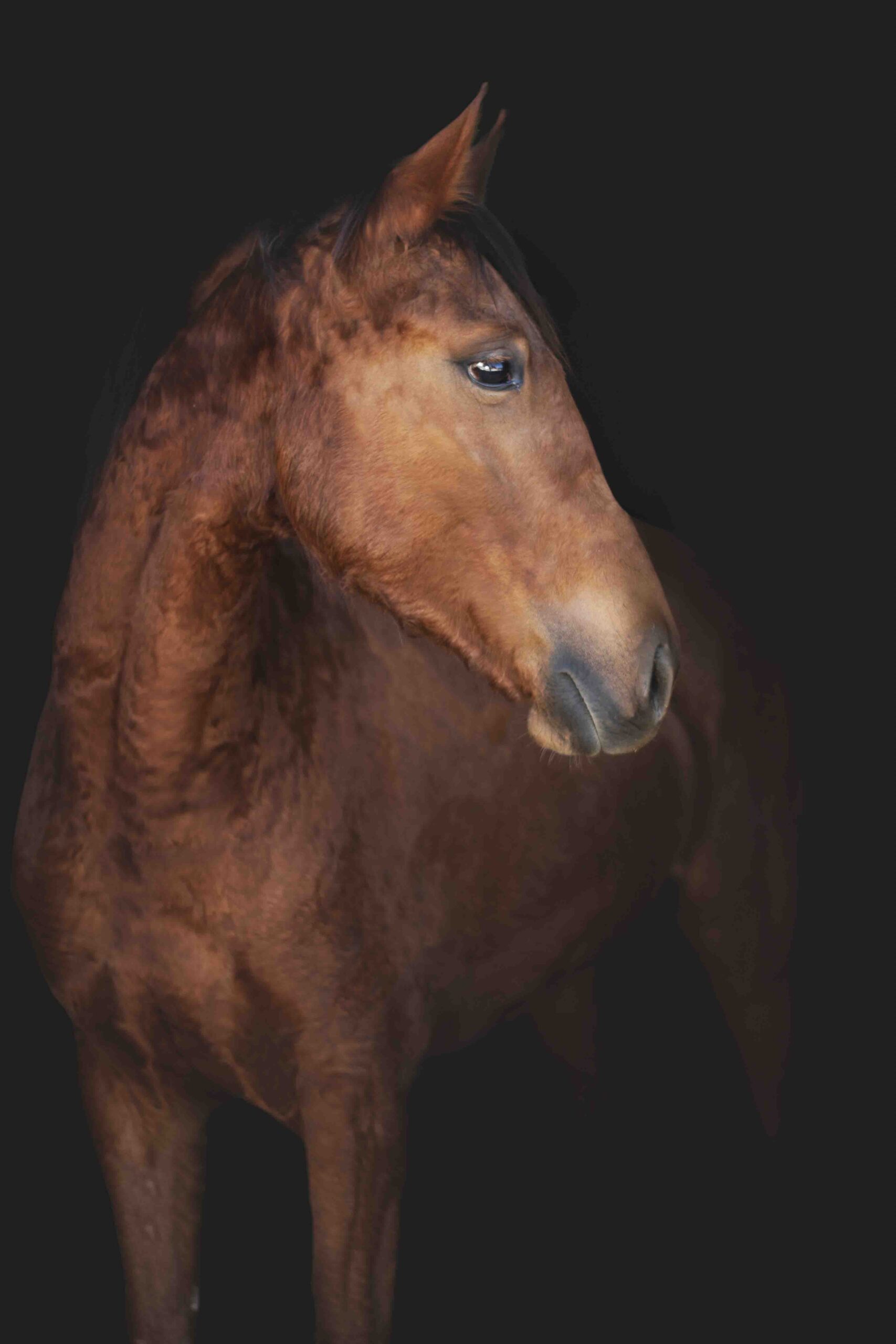 Portrait de cheval alezan en fond noir, séance équine Tarn
