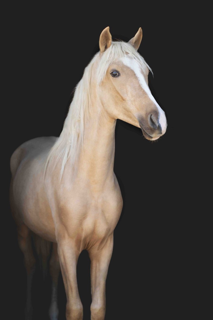 Portrait de cheval palomino en fond noir